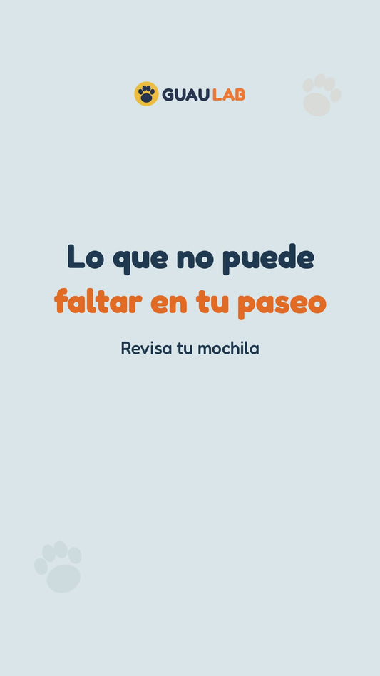 Lo que no puede faltar en el paseo de tu perro